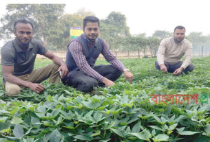 ক্যান্সার প্রতিরোধী মিষ্টি আলু চাষে সাফল্য